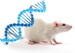 Advances in Mice Model: Understanding the Market and Its Potential …